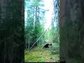 Собачьи бои, охотничий выстрел#chase#challenge#hunting