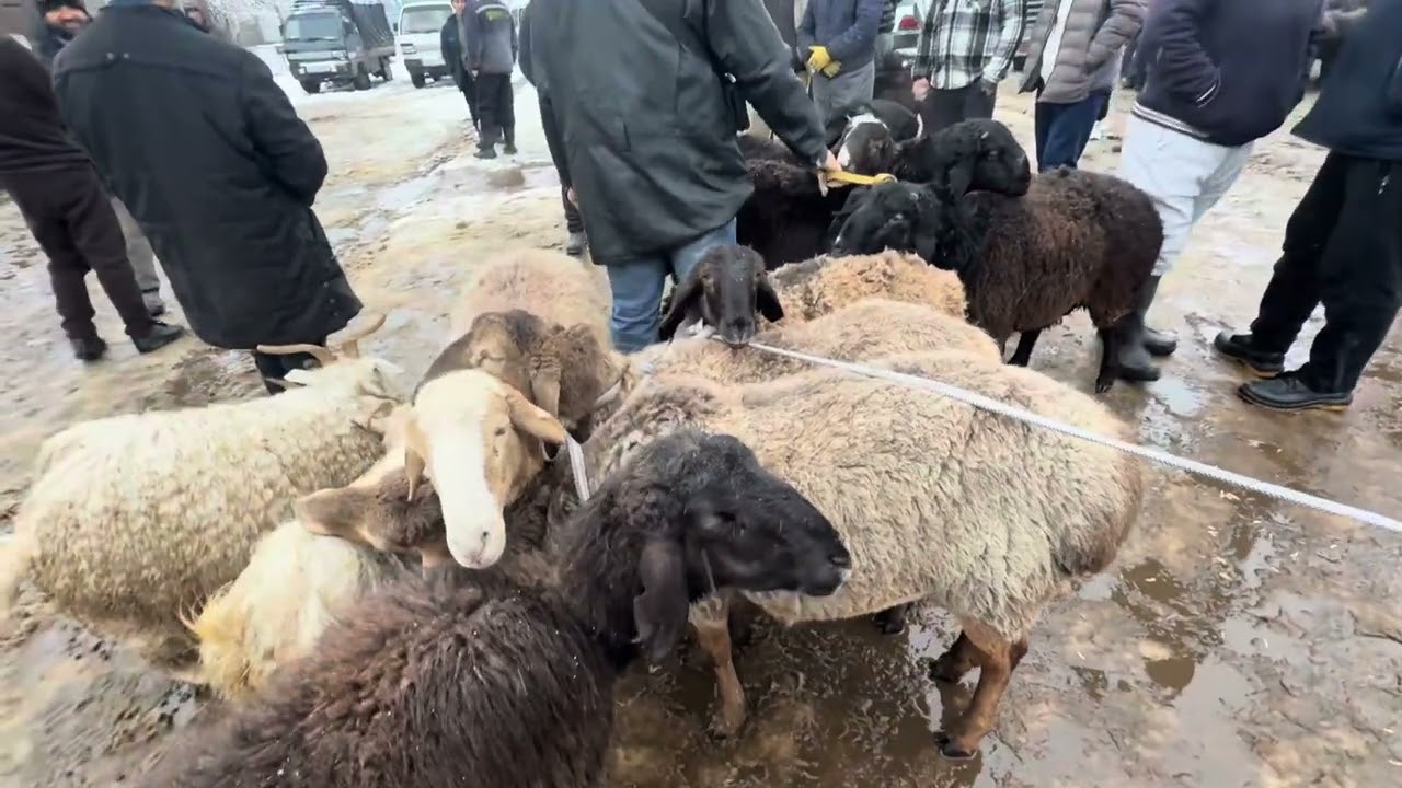 ANGREN MOL BOZORI 18.12.25 QOYLAR QATORI fermeruz 