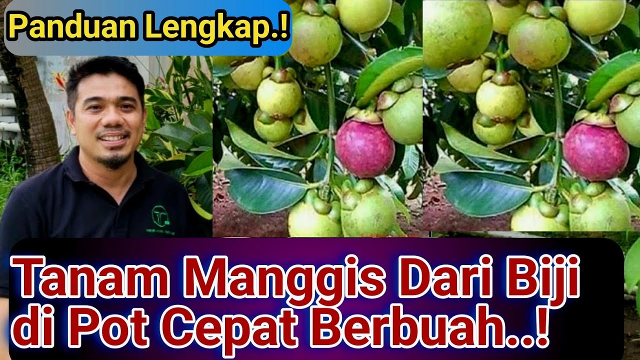 Cara Menanam Manggis di Pot Agar Cepat Berbuah dan Lebat Buahnya, Cara Menanam Manggis Dalam Pot..!