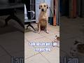 The dog is afraid for this cat