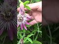 Tuto jardin taille et entretien passiflora caerulea passiflore bleue shortsyoutube