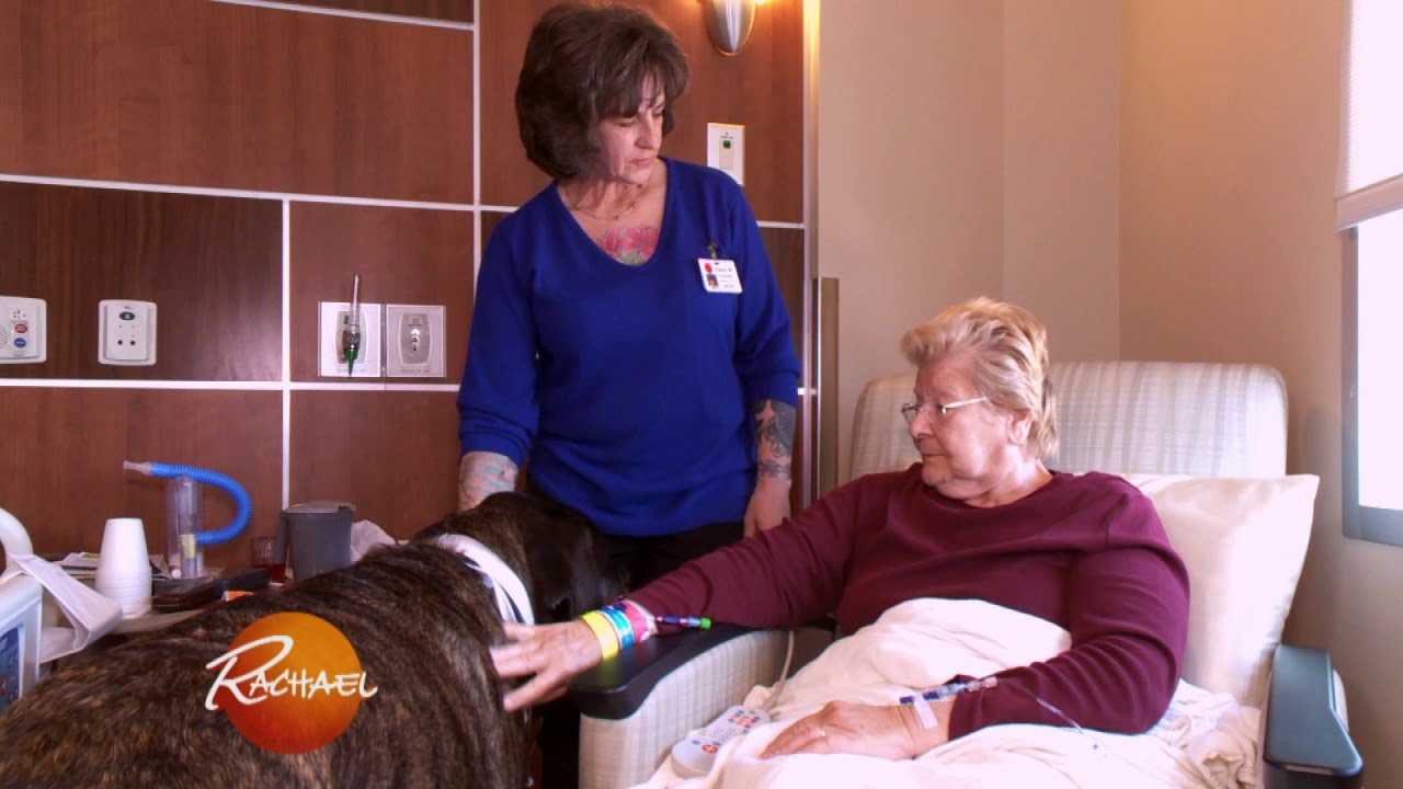 190-lb Therapy Dog Picks Out His Own Tie and Sees Patients With His Human Mom!
