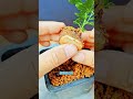 Short Succulent DX 00025 #bonsai #branch #plant