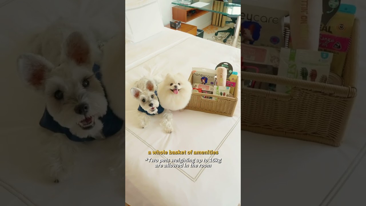 Pawcation at Paradox Singapore