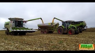 [2015 100% CLAAS] 2 CLAAS Lexion 760 & 780 en 8 rangs avec un transbo CESTARI 27000 au maïs