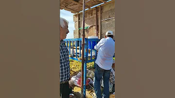 Hasat Zamanı Pirinç Hasadı Kamera Arkası çiftçi Tarım Travel Diyarbakır Shorts Photography 