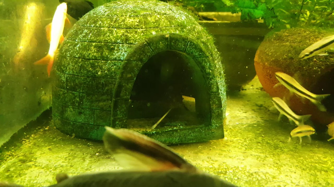 Tropical Fish Upsidedown catfish Synodontis Nigriventris (4th