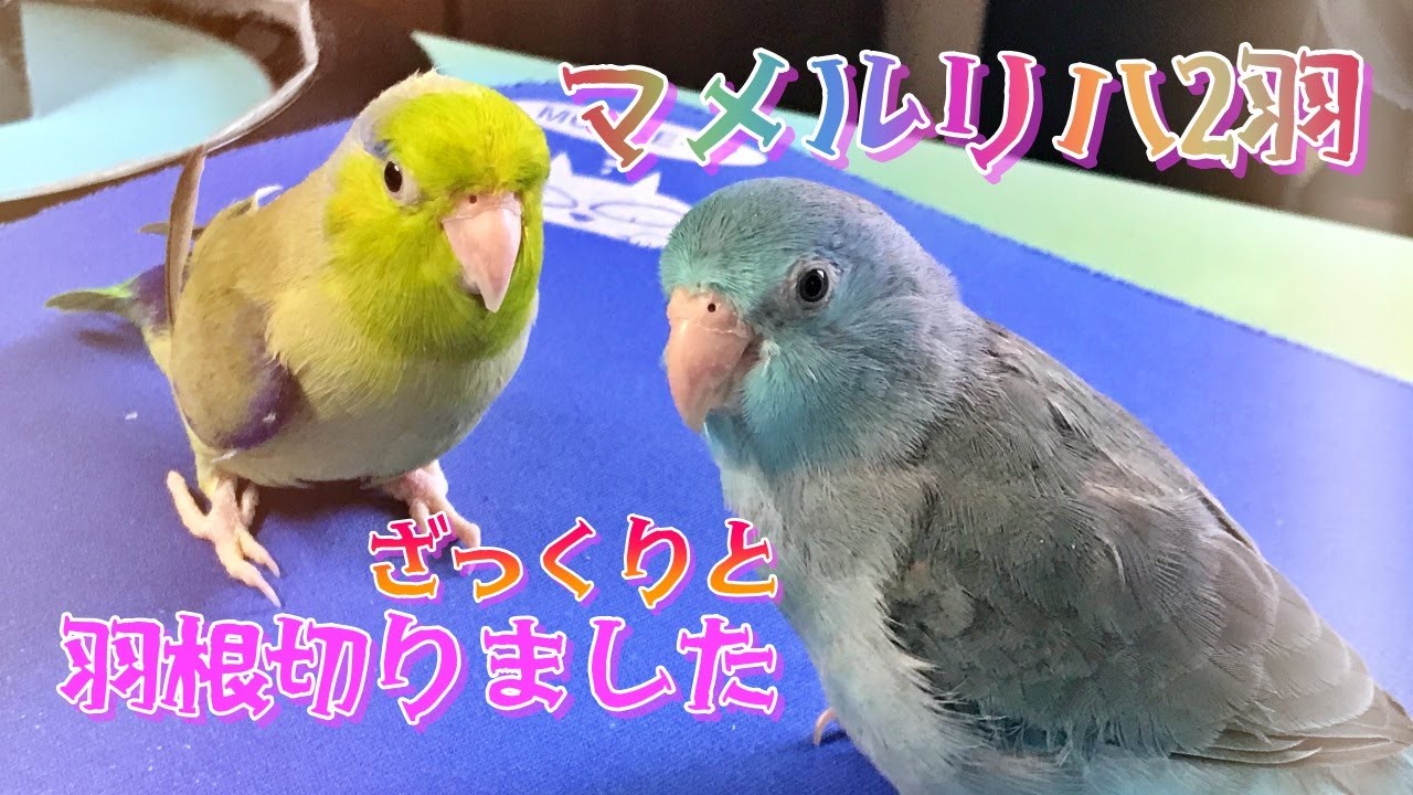 マメルリハx2羽 羽根を切りました 管理がとっても楽 Youtube マメルリハx2羽 羽根を切りました 管理がとっても楽 Youtube