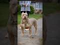 ¿SABES CUAL ES EL VERDADERO PITBULL? Mira este video hasta al final y lo verás #perros #dog #pitbull