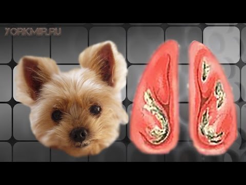 Видео: Признаци кученце изяде играчките