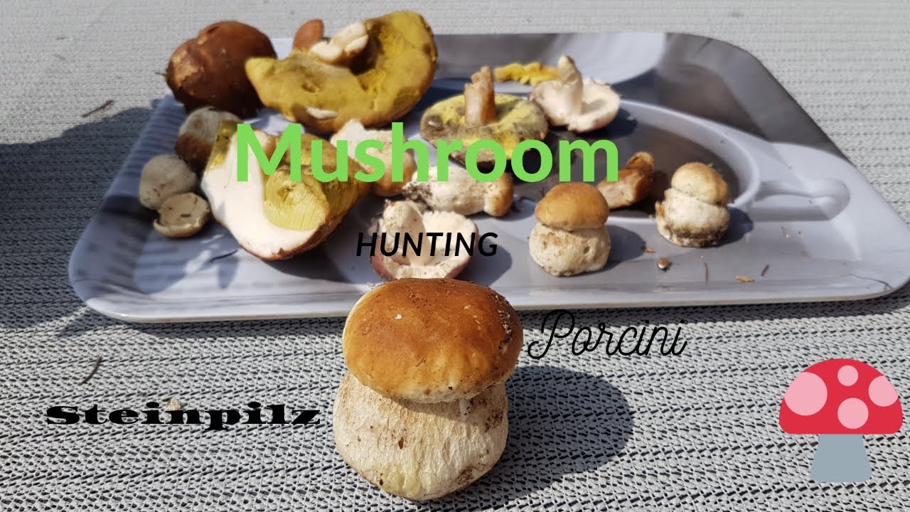 Mushrooming ¦¦ Ang dami kong na kuha pero not Edible ¦¦