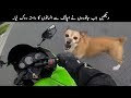 Angry Animals Vs Bikers Funny Moments Caught On Camera | TOP X TV