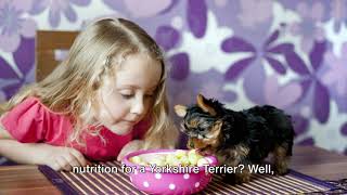 Feeding Fido Right: Yorkshire Terrier Nutrition Guide