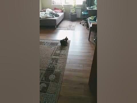 Кошечка Мурсдей - YouTube