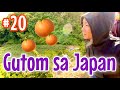 #20 Gutom sa Japan 和歌山県のみかん採り放題ワロタ