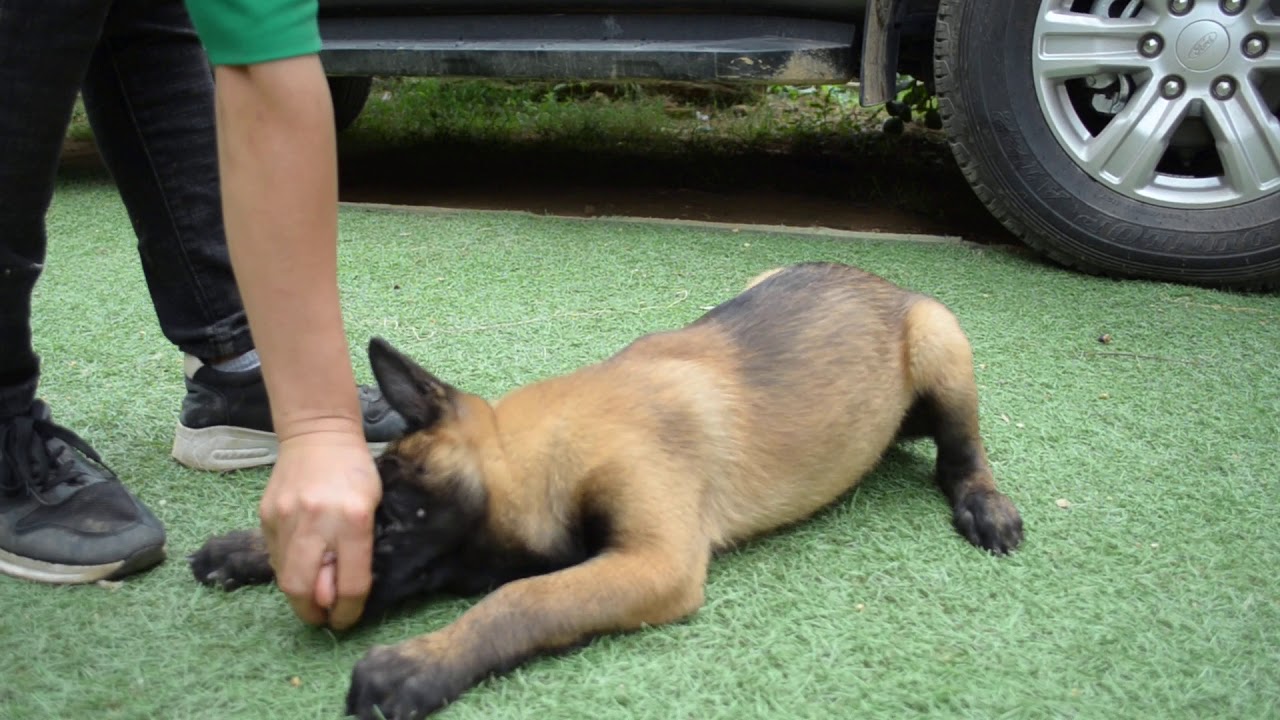 Con trai Mango malinois nhập pháp becgie bỉ huấn luyện chó chó malinois bán chó becgie