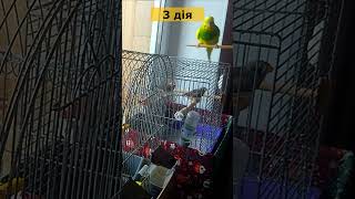 How to tame a budgie quickly