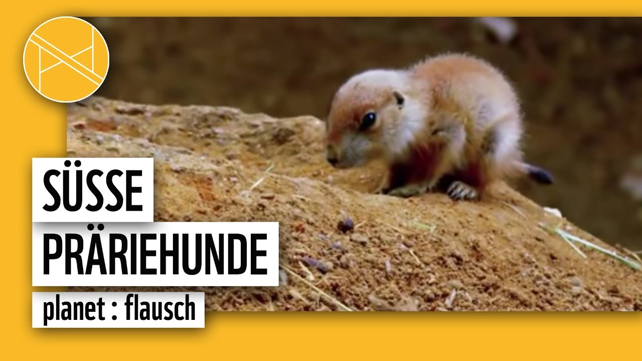 Präriehunde - Bloß nicht bewegen | planet : flausch | planet : panda