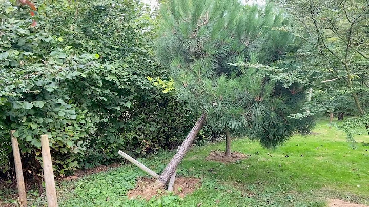 Straightening Trees Using A Handheld Pull Winch