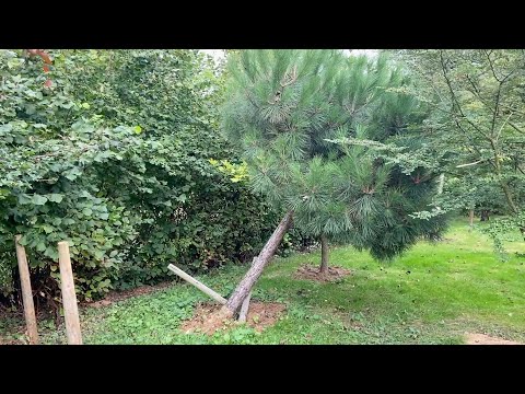 Video: Opravit nakloněný strom: Jak narovnat strom