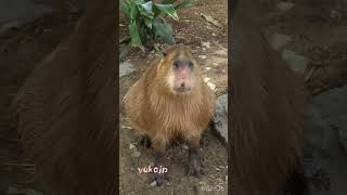 瞑想中のカピバラ #cabiai #capibara #capybara #kapibara #relacapy #カピバラ #カピバラ #リラッカピ #水豚 #リラッカピ #水豚 #水豚君