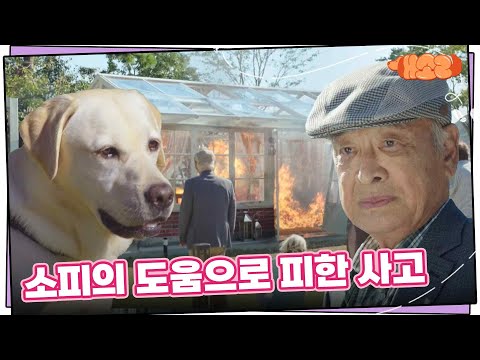 소피의 도움으로 사고를 피할 수 있었던 <strong>이순재의</strong> 지인들 [개소리/Dog Knows Everything] | KBS 240925 방송