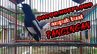 KACER GACOR NGEPLONG AMPUH UNTUK PANCINGAN KACER MACET BUNYI DAN KURANG EMOSI !!!!