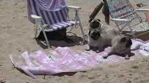 Pug Beach Party