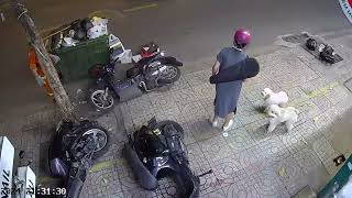 Playful Dog Accidentally Topples Three Motorbikes