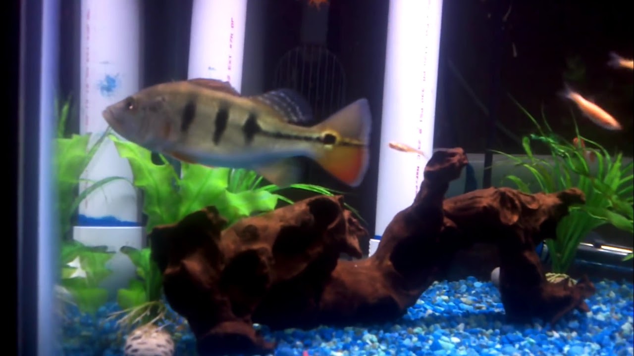 75 gallon aquarium with peacock bass and bamboo YouTube