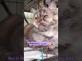 🤠🤧 #funny #cat #viral