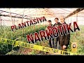 ŞOK!!!! SALYANDA NARKOTIKA PLANTASIYASI ASKAR EDILDI