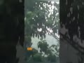 #Rainyday#trending#youtubeshorts #kuttus And Mikkus vlogs