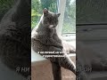 Самооценка🔥🔥🔥#Фединыбудни#юмор#котФедя#cat#cats