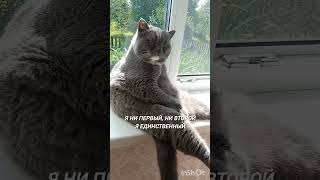Самооценка🔥🔥🔥#Фединыбудни#юмор#котФедя#cat#cats