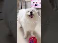 お散歩後にサモエドをおもちゃ遊びに誘ったら可愛すぎた #samoyed #大型犬 #癒し