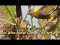 Green Pigeon - Some Wonderful Facts !!!