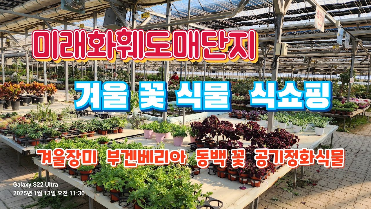 🌴⚘️1 월의 꽃  구경~ 식물쇼핑~공기정화식물#미래화훼도매단지#식물집사들의성지#라푼젤TV