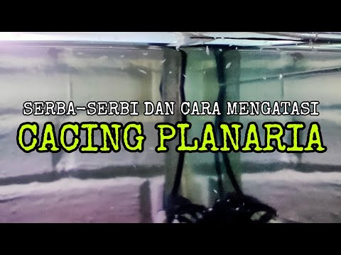 Video: Arang Aktif Arang untuk Anjing