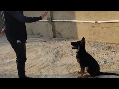 فيديو: 5 طرق لتصحيح تفاعل مقود الكلب تدريب الجراء - نباح الكلب ، الرئة ، الهدر