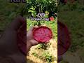DIY tarinket tray 💫🎀#viralvideo #art #shortvideo #artandcraft