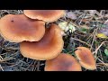 Лучше леса может быть лес с грибами 🍄🟫! Не всё то правильно чему нас учили! Скоро будут 🎁 подарки!