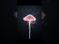 Dancing Luminiscent Ballerina #art #ai #animation #digitalart #dance
