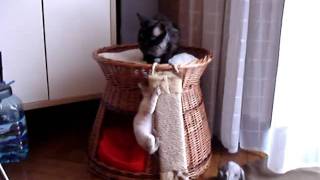 Devon Rex screenshot 1