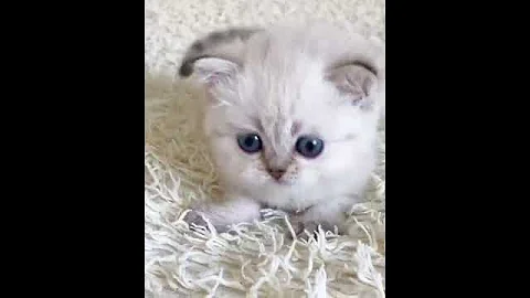 Video 9099121: british shorthair male, meet british shorthair, perfect maine coon, furry