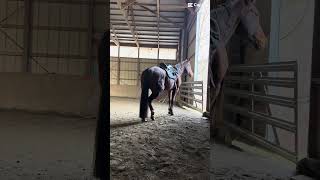 This Is Z Our Apex Herbivore She Was Hunting A Tree In This Clip