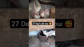 27 Days old my ? pigeon babies 29April2024. Pigeons Cute Birdyoutubeshorts youtubeviralvideos