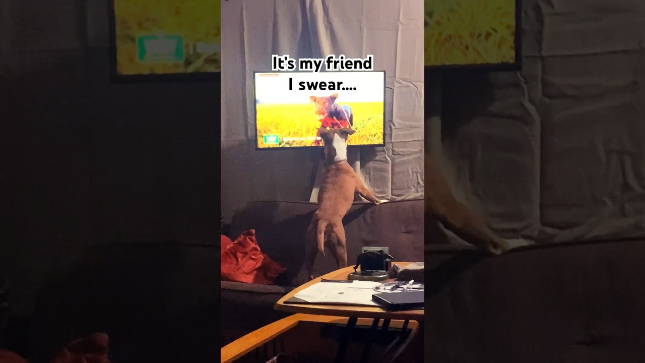 Rule 39 - Dogs Watch Tv, Look Up, and Don… where’s the ball??