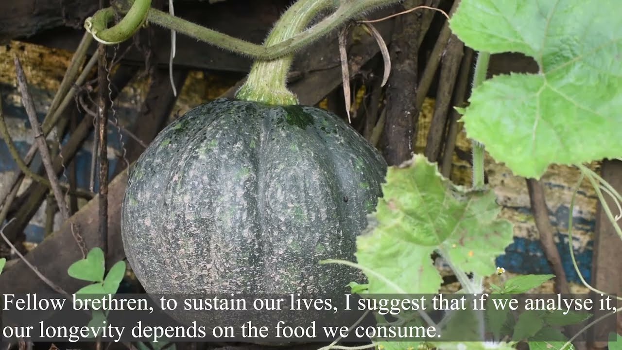 Корни стойкости: Традиции земледелия коренных народов нага возрождают их земли.