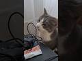 Pickyeater котбарон Cat веселыекоты Pets видосыоткота Kitten прикольныекоты Cute Catvideos 